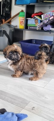 Les chiots de Shih Tzu