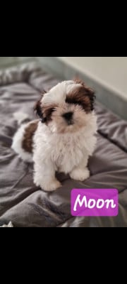 Les chiots de Shih Tzu