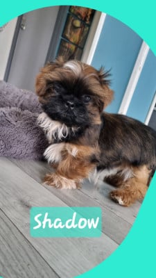 Les chiots de Shih Tzu