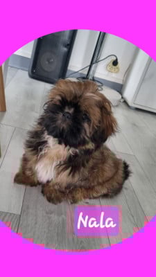 Les chiots de Shih Tzu