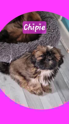 Les chiots de Shih Tzu