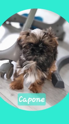 Les chiots de Shih Tzu