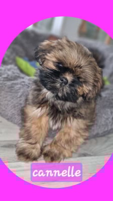 Les chiots de Shih Tzu