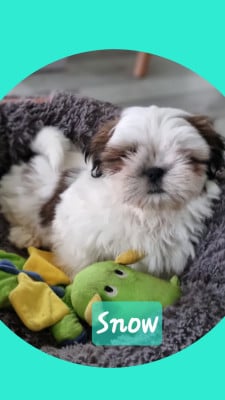 Les chiots de Shih Tzu