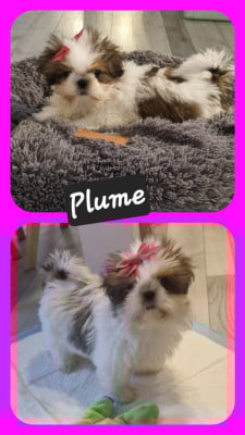 Les chiots de Shih Tzu