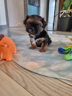 Les chiots de Shih Tzu