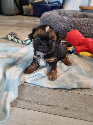 Les chiots de Shih Tzu