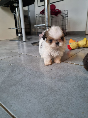 Les chiots de Shih Tzu