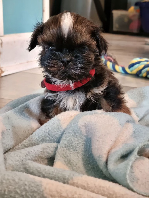 Les chiots de Shih Tzu