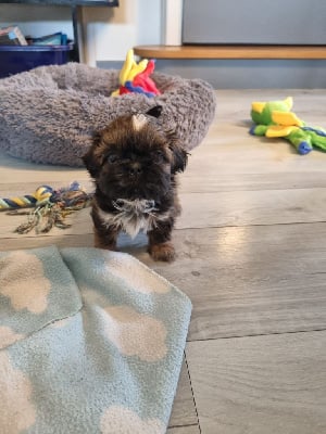 Les chiots de Shih Tzu
