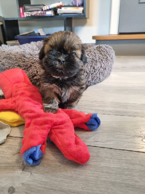 Les chiots de Shih Tzu