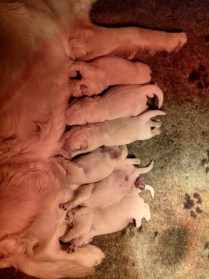 Les chiots de Golden Retriever