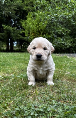 Les chiots de Golden Retriever