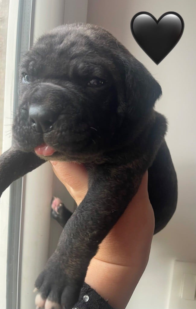 Alpha - Cane Corso