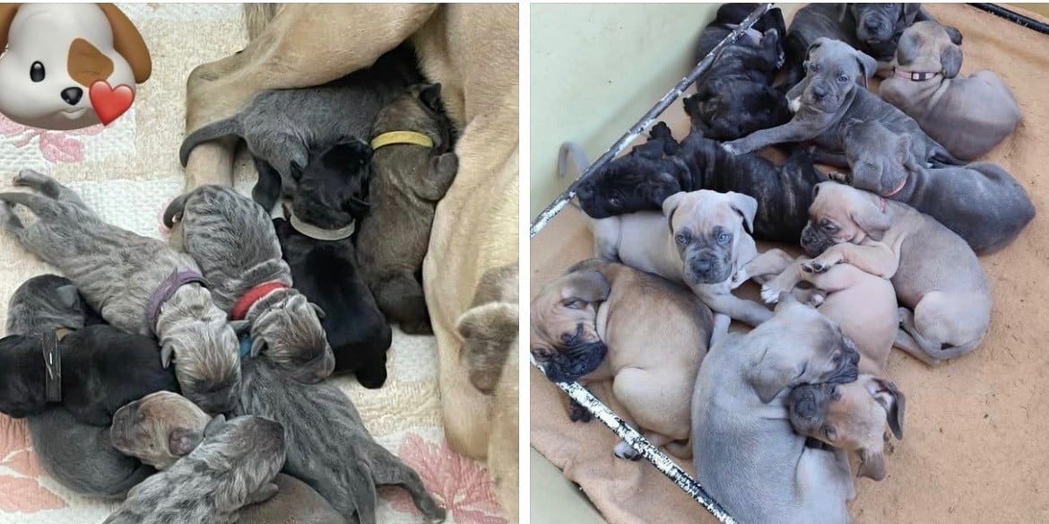 Cane Corso - Le Domaine Des Amazones