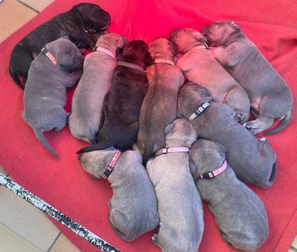 CHIOT 4 - Cane Corso