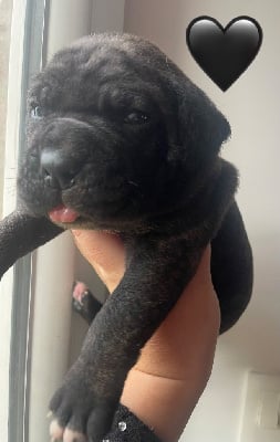 Les chiots de Cane Corso