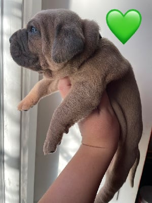 Les chiots de Cane Corso