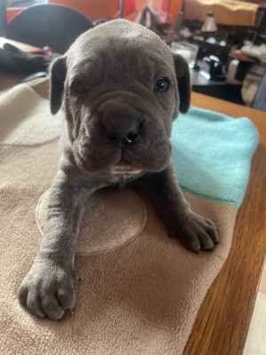 Les chiots de Cane Corso