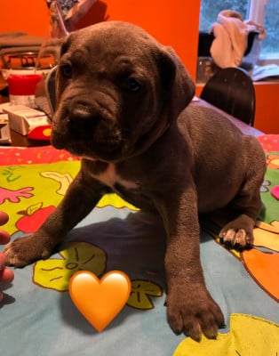 Les chiots de Cane Corso