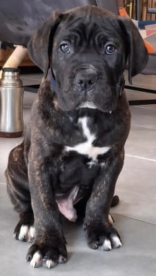Les chiots de Cane Corso