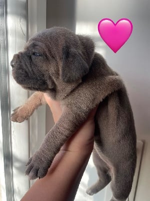 Les chiots de Cane Corso