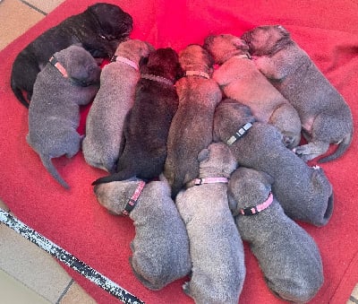 Les chiots de Cane Corso