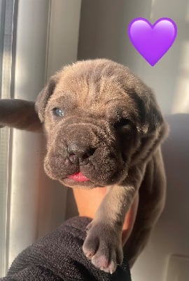 Les chiots de Cane Corso