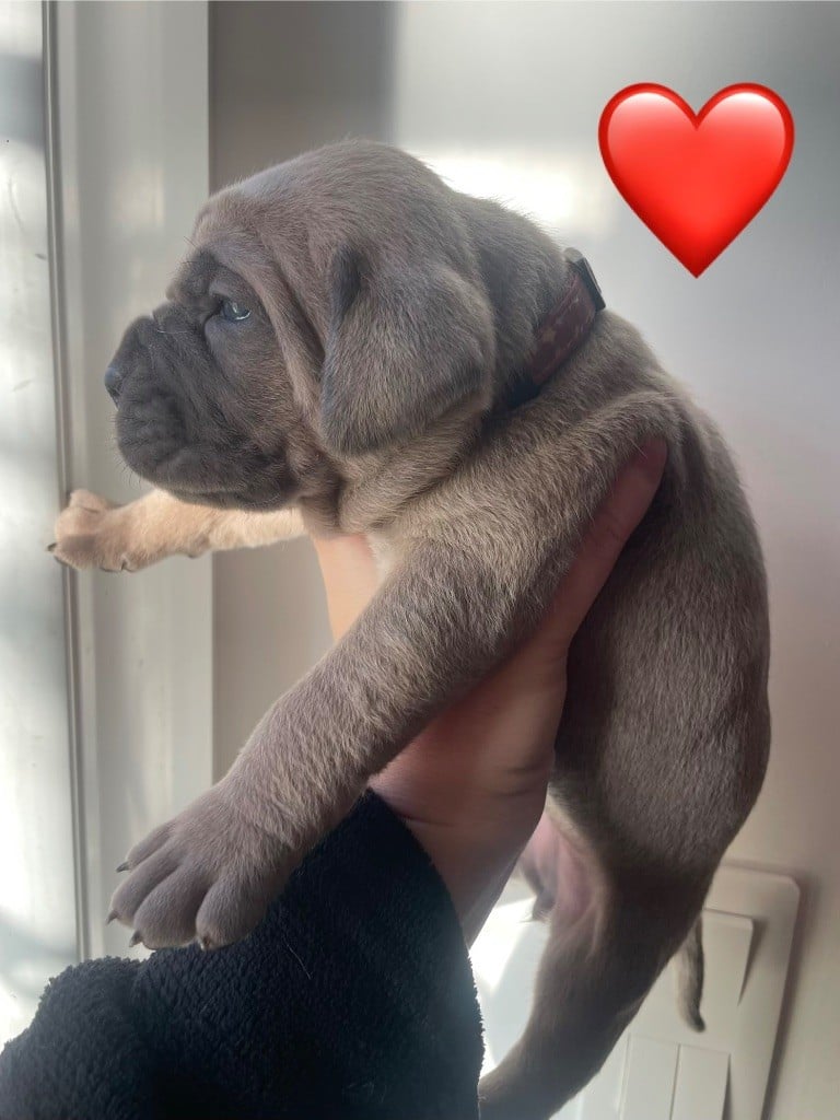 Amour - Cane Corso