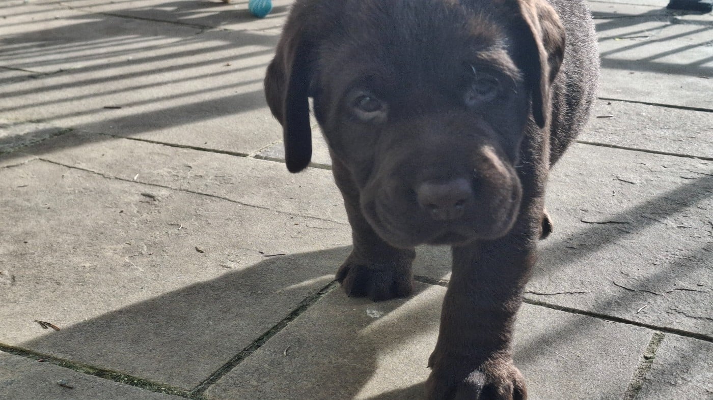 Labrador Retriever - des Perles De Saint Albin