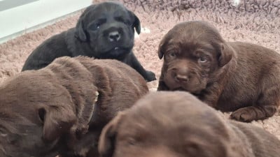 Les chiots de Labrador Retriever