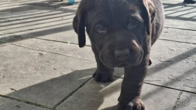 Les chiots de Labrador Retriever
