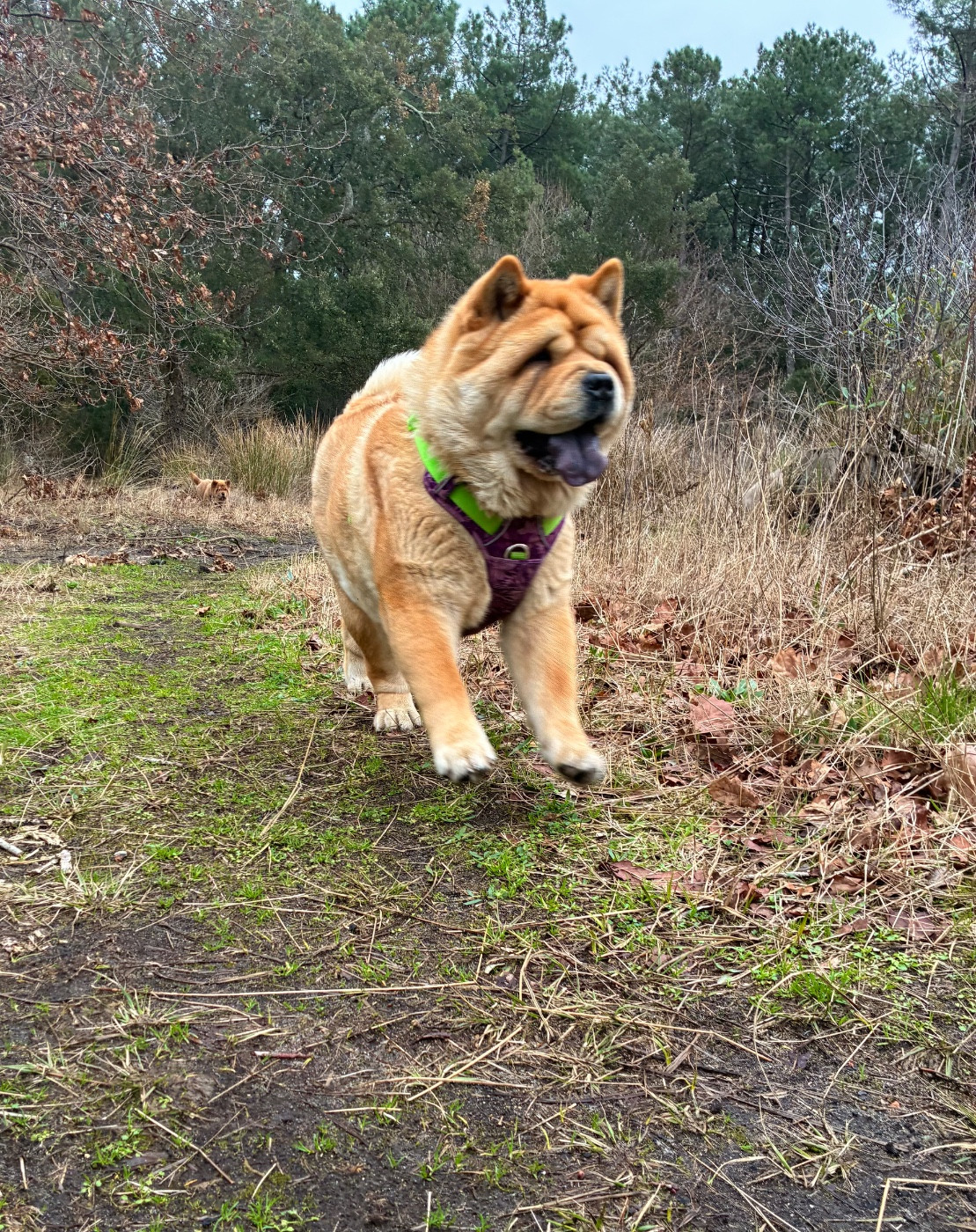 Publication : De Yuán Fang Auteur : Sabrina Crampé