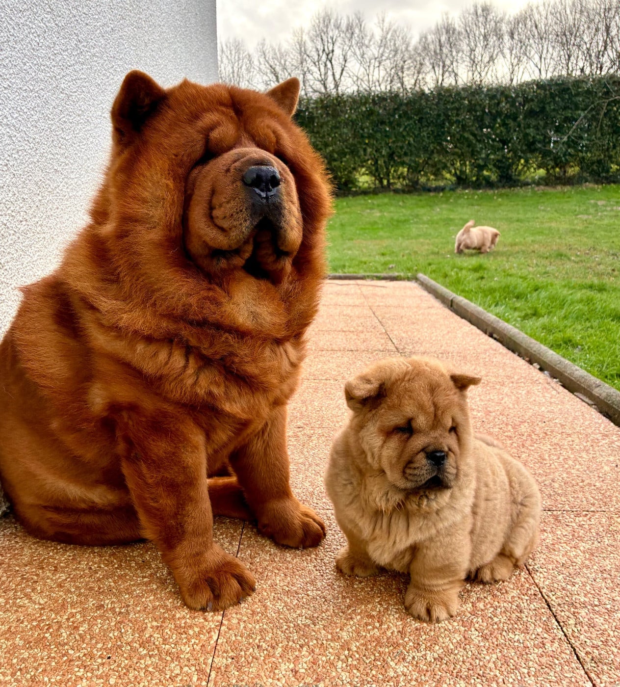 Publication : De Yuán Fang Auteur : sabrina Crampé