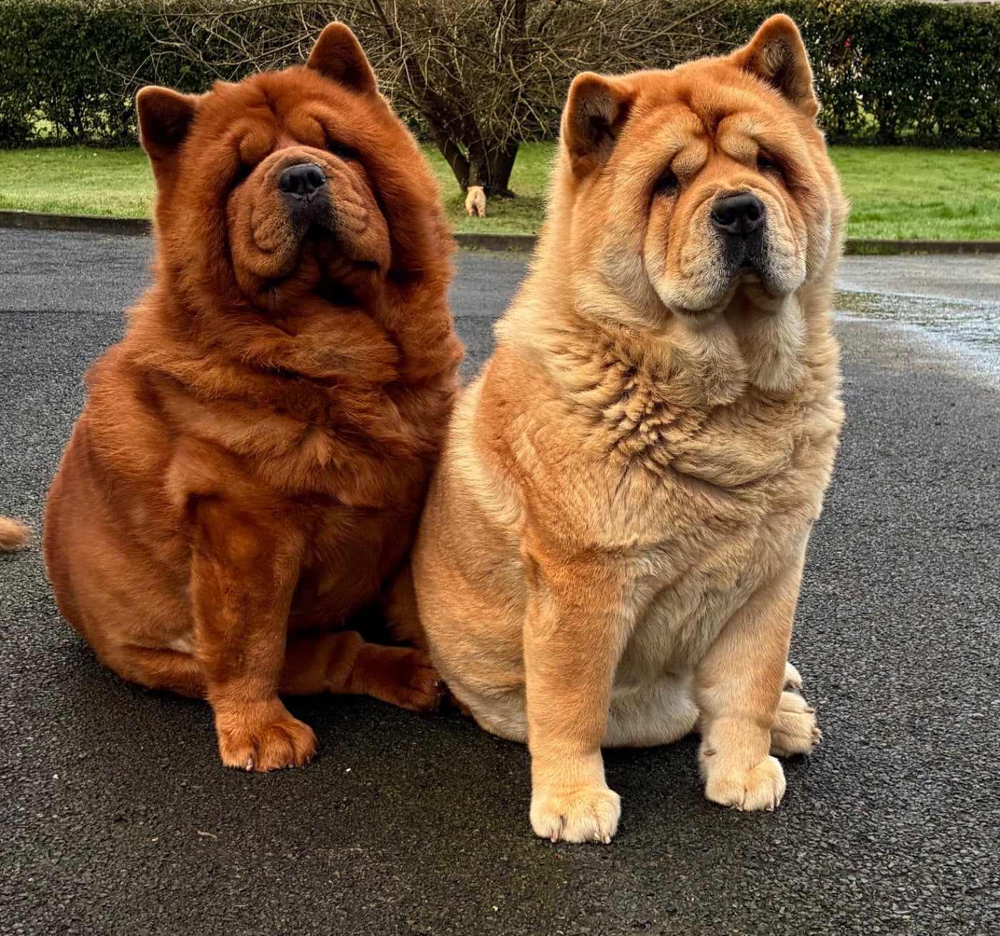 Publication : De Yuán Fang Auteur : sabrina Crampé