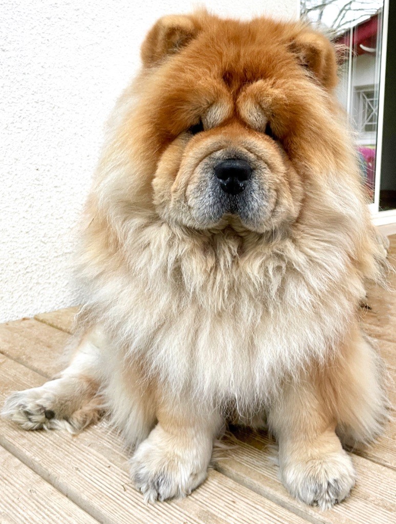 Publication : De Yuán Fang Auteur : Sabrina Crampé