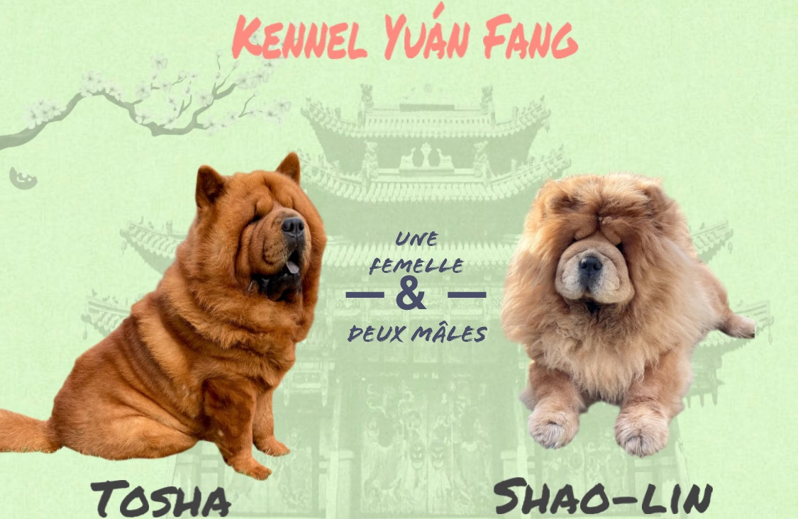 Chow Chow - De Yuán Fang