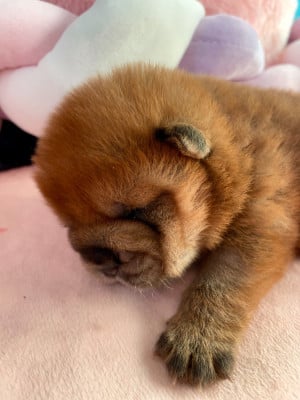 Les chiots de Chow Chow