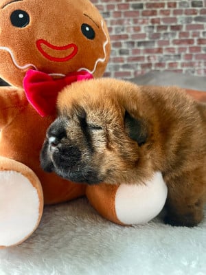 Les chiots de Chow Chow