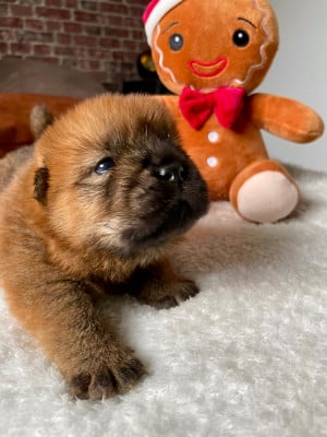 Les chiots de Chow Chow