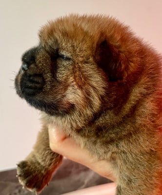 Les chiots de Chow Chow