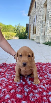 Les chiots de Labrador Retriever