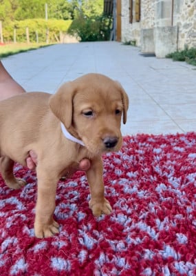 Les chiots de Labrador Retriever