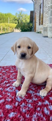 Les chiots de Labrador Retriever