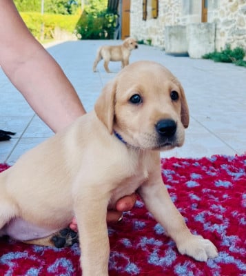 Les chiots de Labrador Retriever