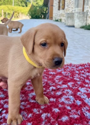 Les chiots de Labrador Retriever