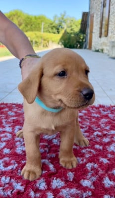 Les chiots de Labrador Retriever