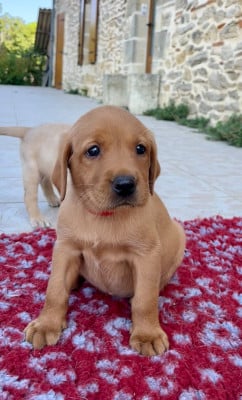 Les chiots de Labrador Retriever