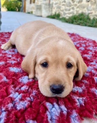 Les chiots de Labrador Retriever