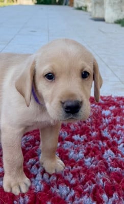 Les chiots de Labrador Retriever